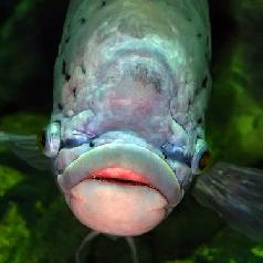 15-big-lipped-fish.jpg