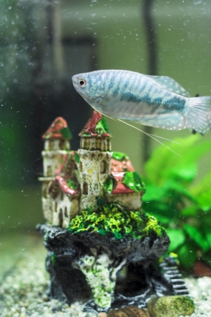 castle fish tank